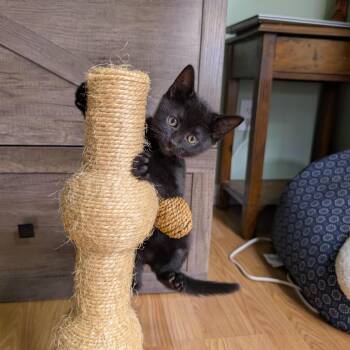 Amara -  Domestic Short Hair Cat for Adoption in Auburn, Alabama - Amara | PetCurious