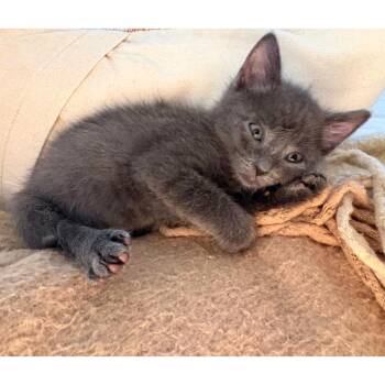 Domestic Short Hair Cats Available for Adoption in Austin, Texas - Ivy Vine 4 | PetCurious