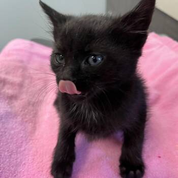 Miu Miu -  Domestic Short Hair Cat for Adoption in Oak Park, Illinois - Miu Miu | PetCurious