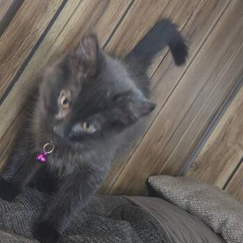 Domestic Long Hair Cats Available for Adoption - Fluffy | PetCurious