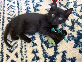 Domestic Short Hair Cats Available for Adoption in Lemoyne, Pennsylvania - Luigi | PetCurious