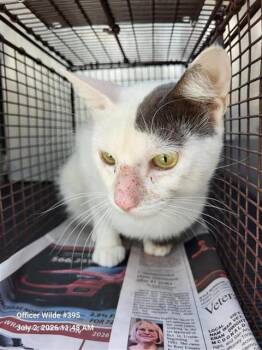 CLOUD -  Domestic Short Hair Cat for Adoption in San Antonio, Texas - CLOUD | PetCurious