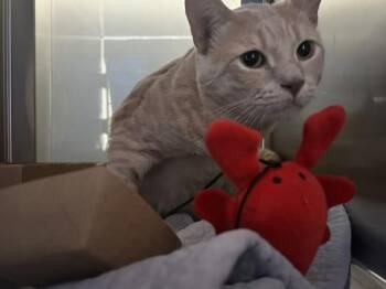 Prince -  Domestic Short Hair Cat for Adoption - Prince | PetCurious