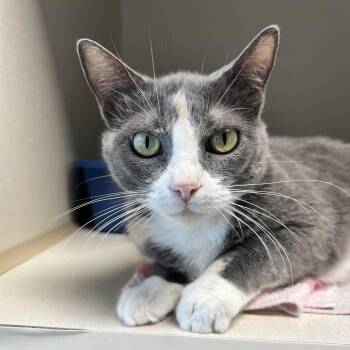 Sweetie -  Domestic Short Hair and Mixed Breed Cat for Adoption in Monticello, Iowa - Sweetie | PetCurious
