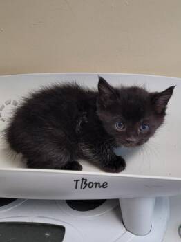 Domestic Short Hair Cats Available for Adoption in Cedar Rapids, Iowa - TBone | PetCurious