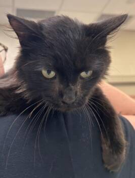 Sheldon Lee Cooper -  Domestic Short Hair Cat for Adoption in Fishers, Indiana - Sheldon Lee Cooper | PetCurious