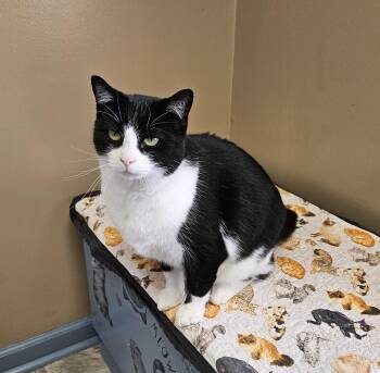 Rescue Domestic Short Hair Cats for Adoption in Brockport, New York - Mr. Tuxedo | PetCurious