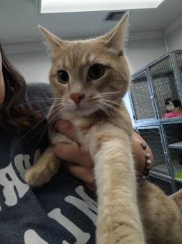 Domestic Short Hair Cats Available for Adoption in Republic, Missouri - Sandy | PetCurious