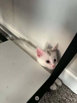 Vanilla -  Domestic Medium Hair and Domestic Short Hair Cat for Adoption in Sanford, North Carolina - Vanilla | PetCurious
