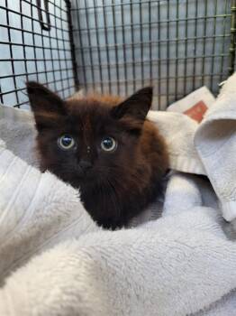 SPURS -  Domestic Medium Hair Cat for Adoption in San Antonio, Texas - SPURS | PetCurious