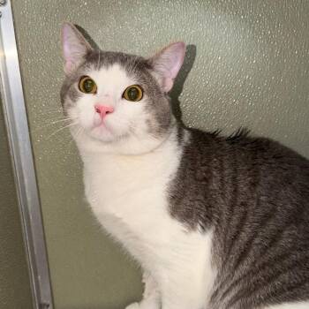 Domestic Short Hair Cats Available for Adoption in Riverwoods, Illinois - Coco | PetCurious