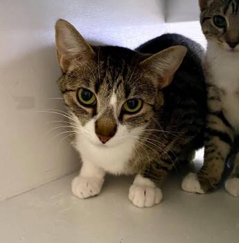 Britney -  Domestic Short Hair and Tabby Cat for Adoption in Fargo, North Dakota - Britney | PetCurious