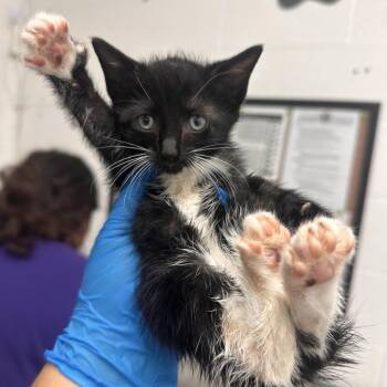 Domestic Short Hair Cats Available for Adoption in Edinburg, Texas - NeNe | PetCurious