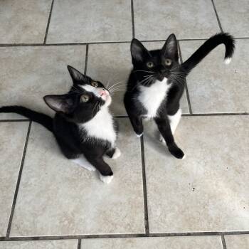 Rescue American Shorthair Cats for Adoption in New York, New York - Lexus | PetCurious