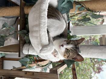 Kodiak -  Tabby Cat for Adoption in Fort Worth, Texas - Kodiak | PetCurious