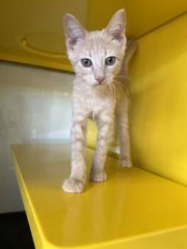 Domestic Medium Hair Cats Available for Adoption in El Paso, Texas - Redwood | PetCurious