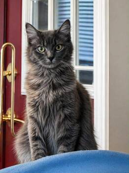 Domestic Long Hair Cats Available for Adoption in Gorham, Maine - Sassy | PetCurious