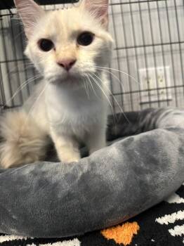 Tiramisu -  Siamese Cat Available for Adoption in St. Peters, Missouri - Tiramisu | PetCurious