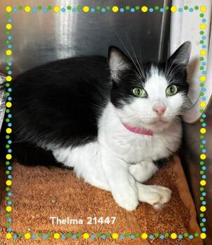 THELMA -  Domestic Medium Hair Cat for Adoption in Marietta, Georgia - THELMA | PetCurious