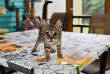 Dixie -  Domestic Short Hair Cat for Adoption in Hermitage, Pennsylvania - Dixie | PetCurious