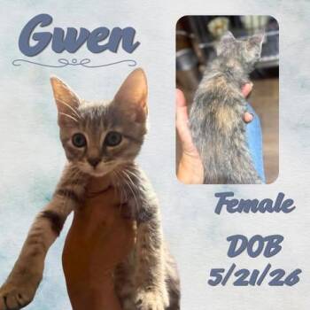 Gwen -  Domestic Short Hair Cat for Adoption in Caldwell, Texas - Gwen | PetCurious