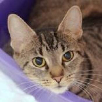 Domestic Short Hair Cats Available for Adoption in Hilliard, Ohio - Jazzie | PetCurious