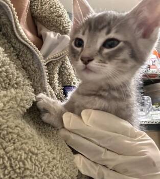 Domestic Short Hair Cats Available for Adoption in Riverside, California - COLBY JACK | PetCurious