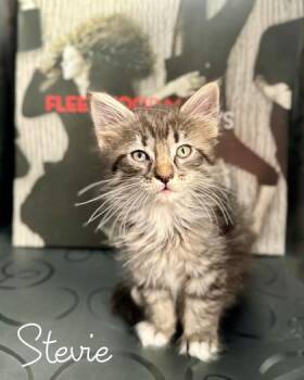 Stevie -  Domestic Long Hair and Domestic Short Hair Cat for Adoption in Morton Grove, Illinois - Stevie | PetCurious