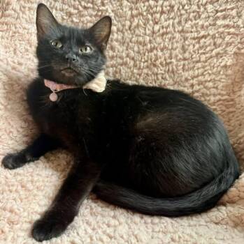 Rescue Domestic Short Hair Cats for Adoption in Springfield, Missouri - Midwest Princess | PetCurious