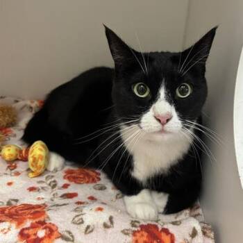 Betty Bird -  Domestic Short Hair Cat for Adoption in Long Beach, California - Betty Bird | PetCurious
