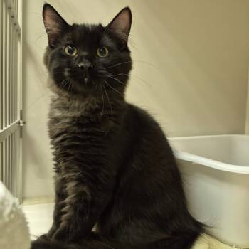 Rescue Domestic Medium Hair Cats for Adoption in Drumheller, Alberta - Finn | PetCurious