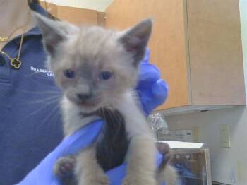 TARO -  Siamese Cat for Adoption in Sacramento, California - TARO | PetCurious