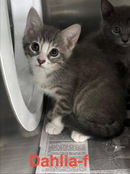 Tabby and Domestic Short Hair Cats Available for Adoption in Brookhaven, Mississippi - Dahlia 26 | PetCurious