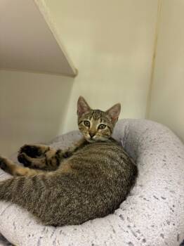 Ephram -  Domestic Short Hair Cat for Adoption in Johnson City, Tennessee - Ephram | PetCurious