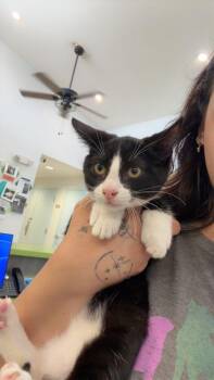 Domestic Short Hair Cats Available for Adoption in Daytona Beach, Florida - Joe | PetCurious