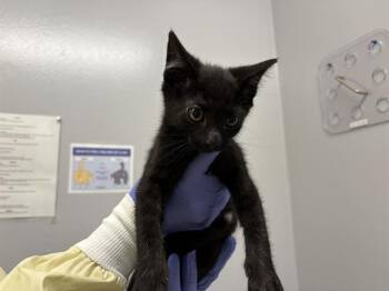 COMET -  Domestic Short Hair Cat for Adoption in Kent, Washington - COMET | PetCurious