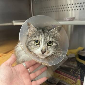 Domestic Long Hair Cats Available for Adoption in Pittsburgh, Pennsylvania - Lilly | PetCurious