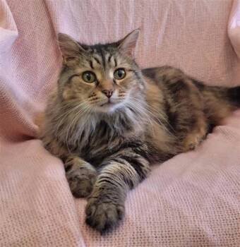 Granny -  Domestic Long Hair and Domestic Short Hair Cat for Adoption in Largo, Florida - Granny | PetCurious