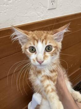 Warren ( CG) -  Tabby and Domestic Medium Hair Cat for Adoption in Vacaville, California - Warren ( CG) | PetCurious