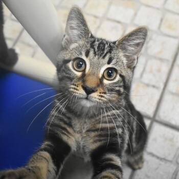 Prescott -  Domestic Short Hair Cat for Adoption in St. Petersburg, Florida - Prescott | PetCurious