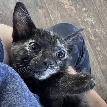 Whiskers -  Domestic Short Hair Cat for Adoption in Normal, Illinois - Whiskers | PetCurious