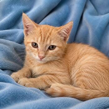 Nellie -  Domestic Short Hair Cat for Adoption in Tucson, Arizona - Nellie | PetCurious