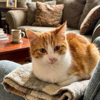 Domestic Short Hair Cats Available for Adoption - Kovu | PetCurious