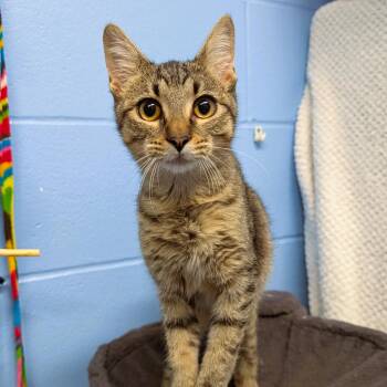Trick -  Domestic Short Hair Cat for Adoption in Lowell, Arkansas - Trick | PetCurious