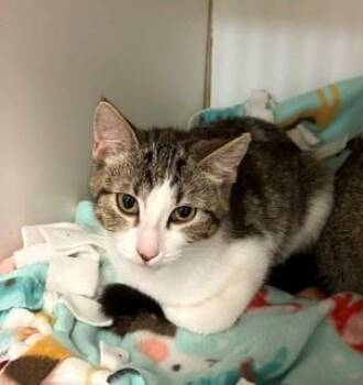 Mango -  Domestic Short Hair Cat for Adoption in Mason City, Iowa - Mango | PetCurious