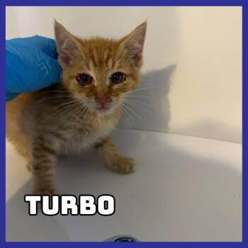Turbo -  Domestic Short Hair Cat for Adoption in Glenwood, Minnesota - Turbo | PetCurious