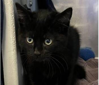 EDGAR -  Domestic Short Hair Cat for Adoption in Palo Alto, California - EDGAR | PetCurious