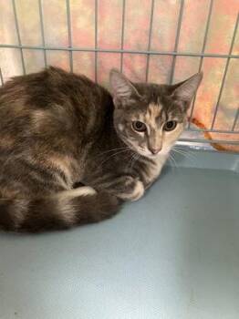 Bronx -  Domestic Short Hair Cat for Adoption in Gainesville, Florida - Bronx | PetCurious