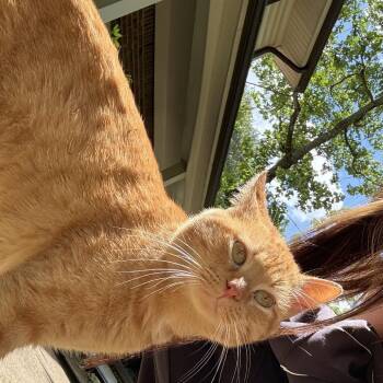 Domestic Short Hair Cats Available for Adoption in Huntsville, Alabama - Nugget | PetCurious