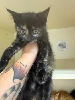 Adios -  Domestic Short Hair Cat for Adoption in Bloomington, Indiana - Adios | PetCurious